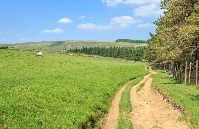 Pasture Tor Pasture Tor